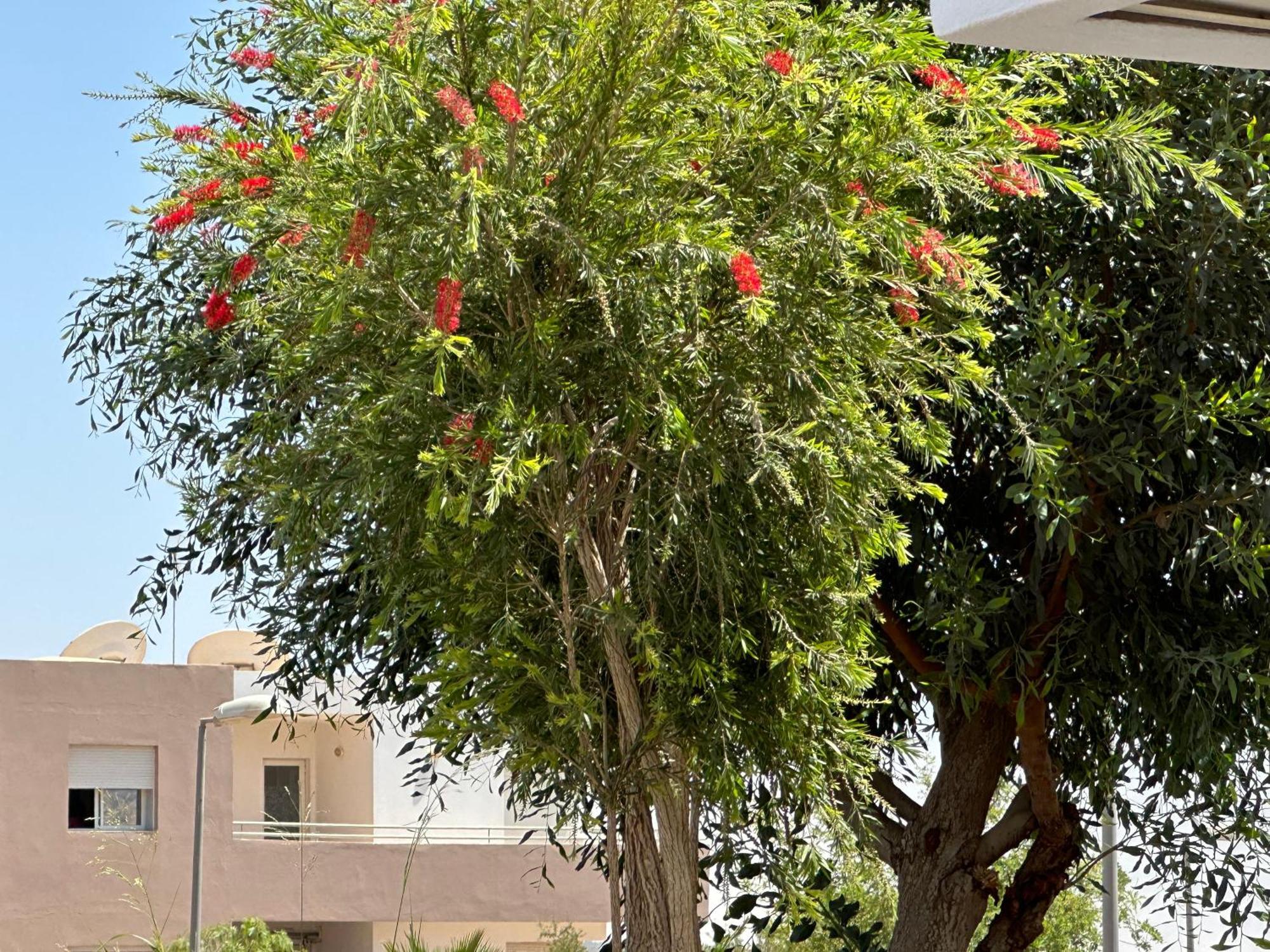 Imi 1 Agadir